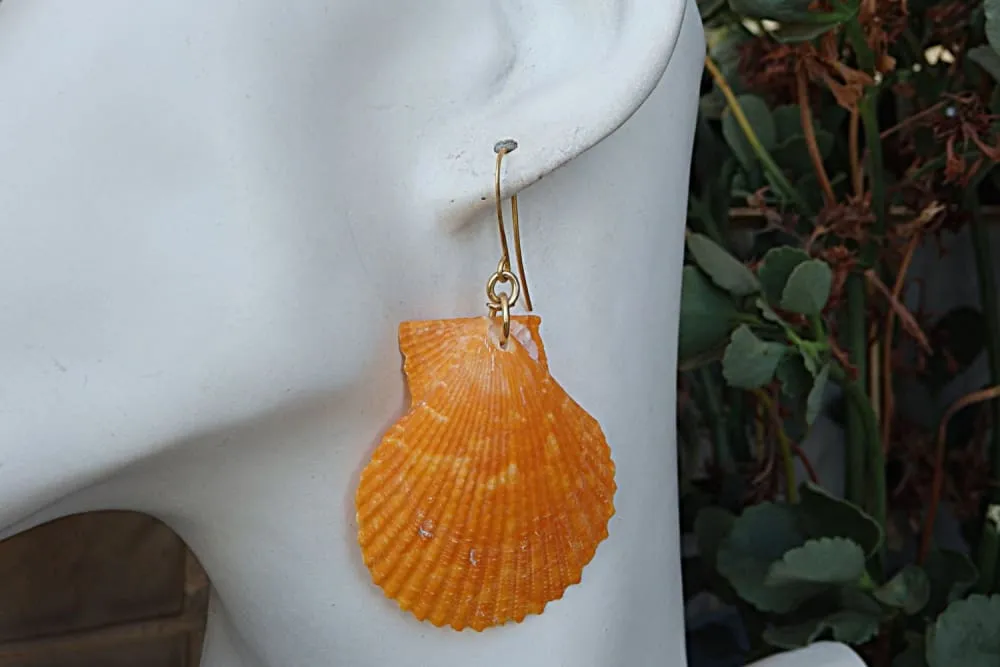 Shell  Earrings
