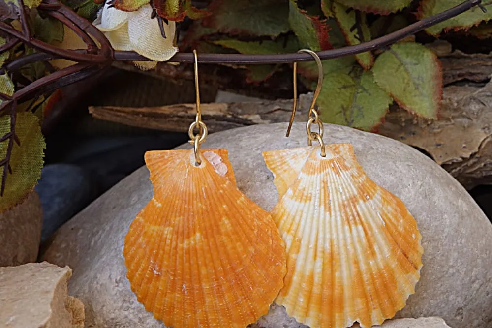 Shell  Earrings